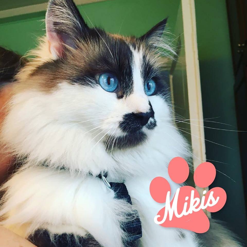 Mikis Mikis